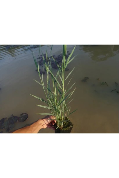 Очерет звичайний в контейнері